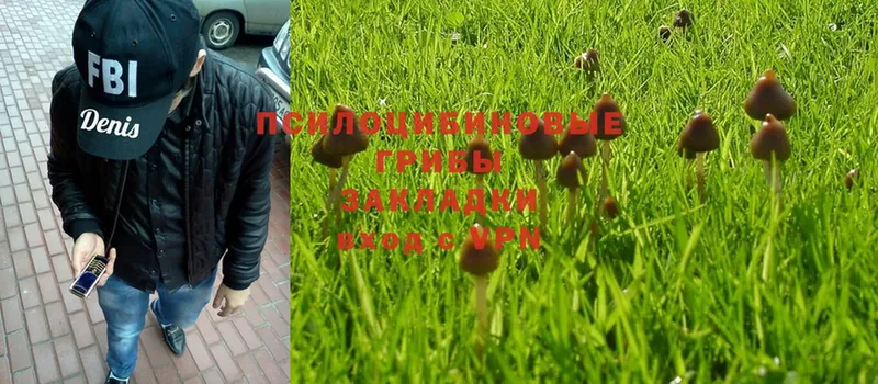 ссылка на мегу рабочий сайт  Россошь  Галлюциногенные грибы Psilocybe 